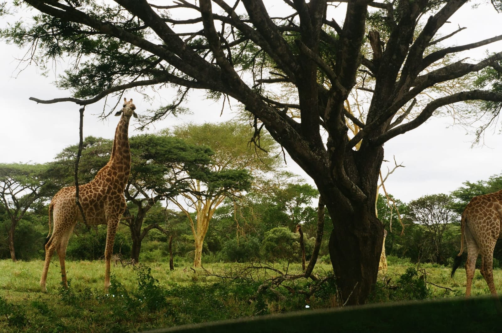 Two giraffes browsing beneath acacia trees in golden afternoon light