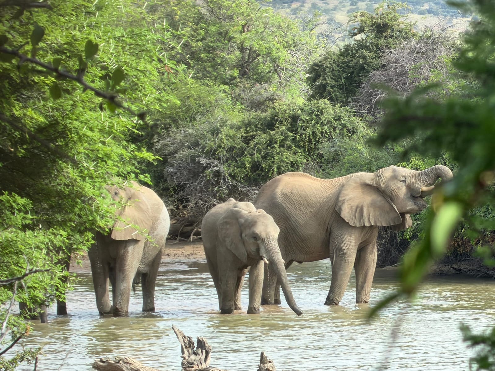Bushveld safaris